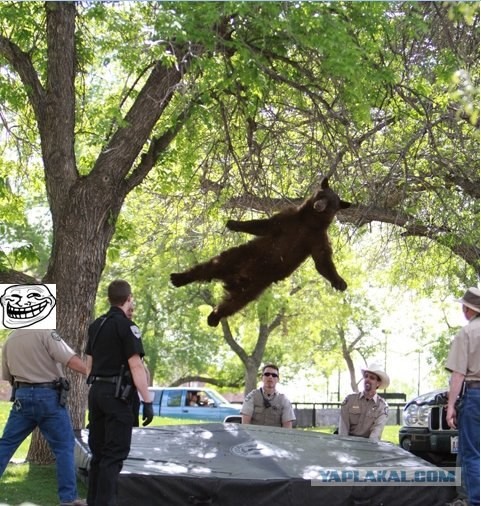 Мишка летун!