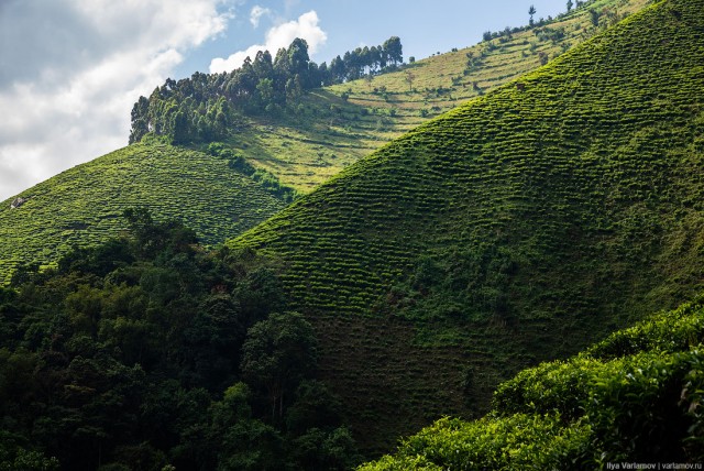 Уганда: самая настоящая Африка с гориллами и носорогами!