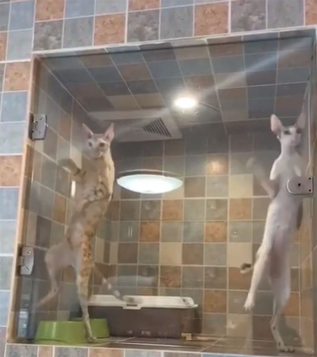 Домашние монстры