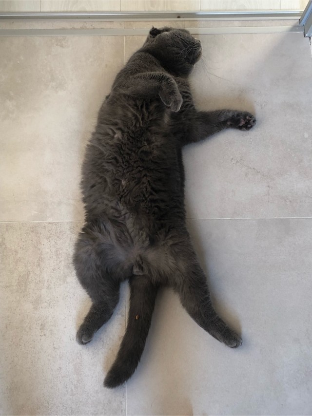 Котовторник. Такой размер - это нормально?