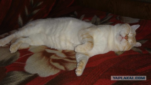 Погнали! С котовторником, други!