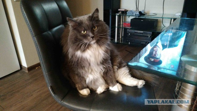 Котовторник