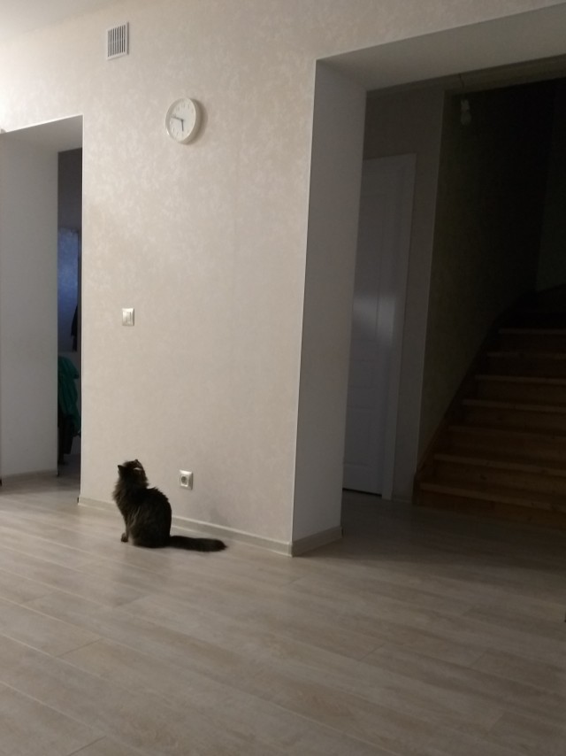 Котовторнику быть