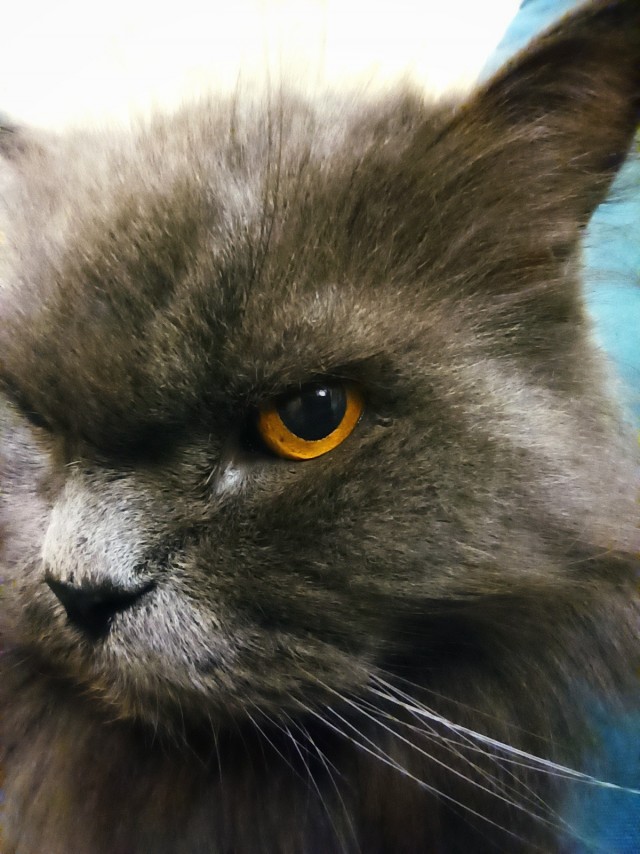 Котоманы, как не разориться на кормежке котов?