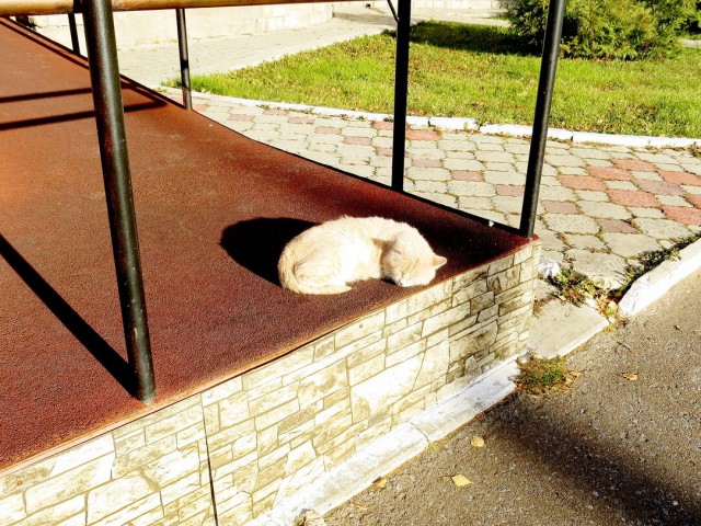 Котовторник 07.06.2022