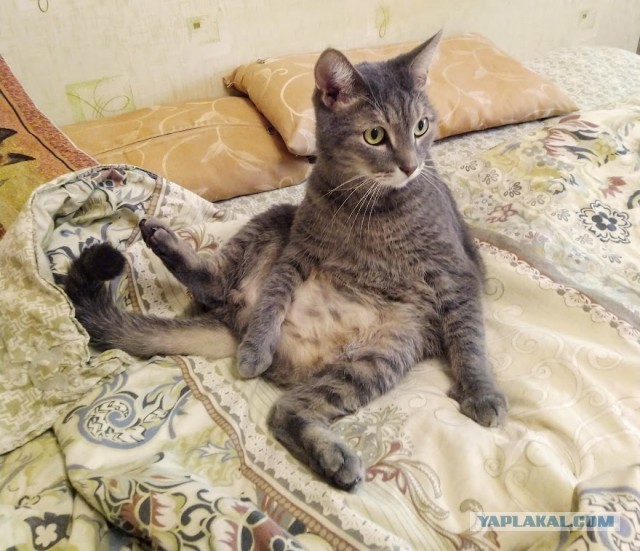 Десантник Кузя