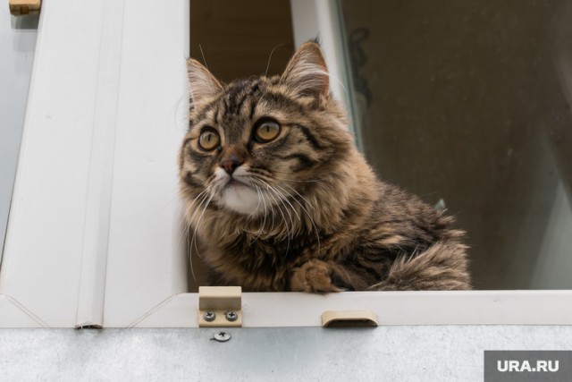 Свердловчанина, выбросившего из окна кошку Мусю, отправили в колонию