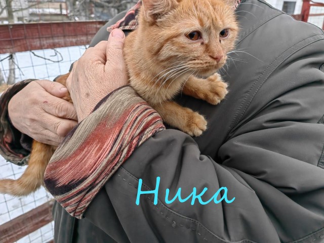 Жизнь домашнего приюта "Котоленд" 374