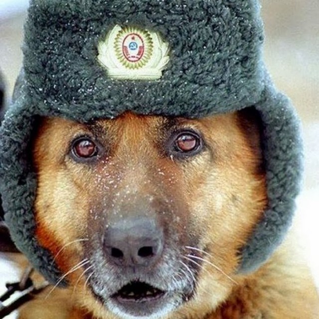 Сюрприз