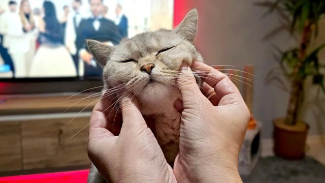 Как сказать кошке, что вы её сильно любите, на понятном ей языке: 4 основных способа