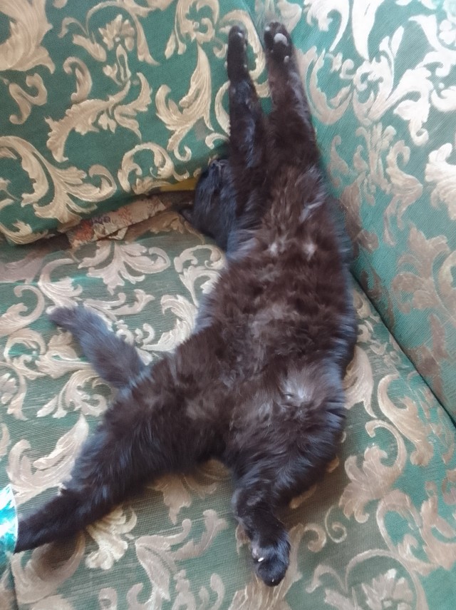 А в какой позе у вас спят кошки?