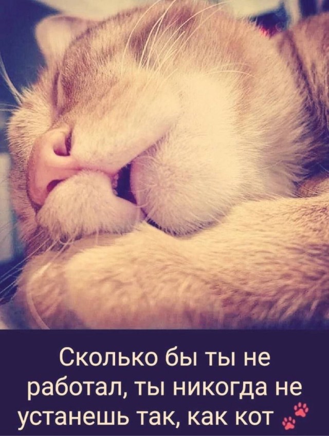 Котовтоник в картинках