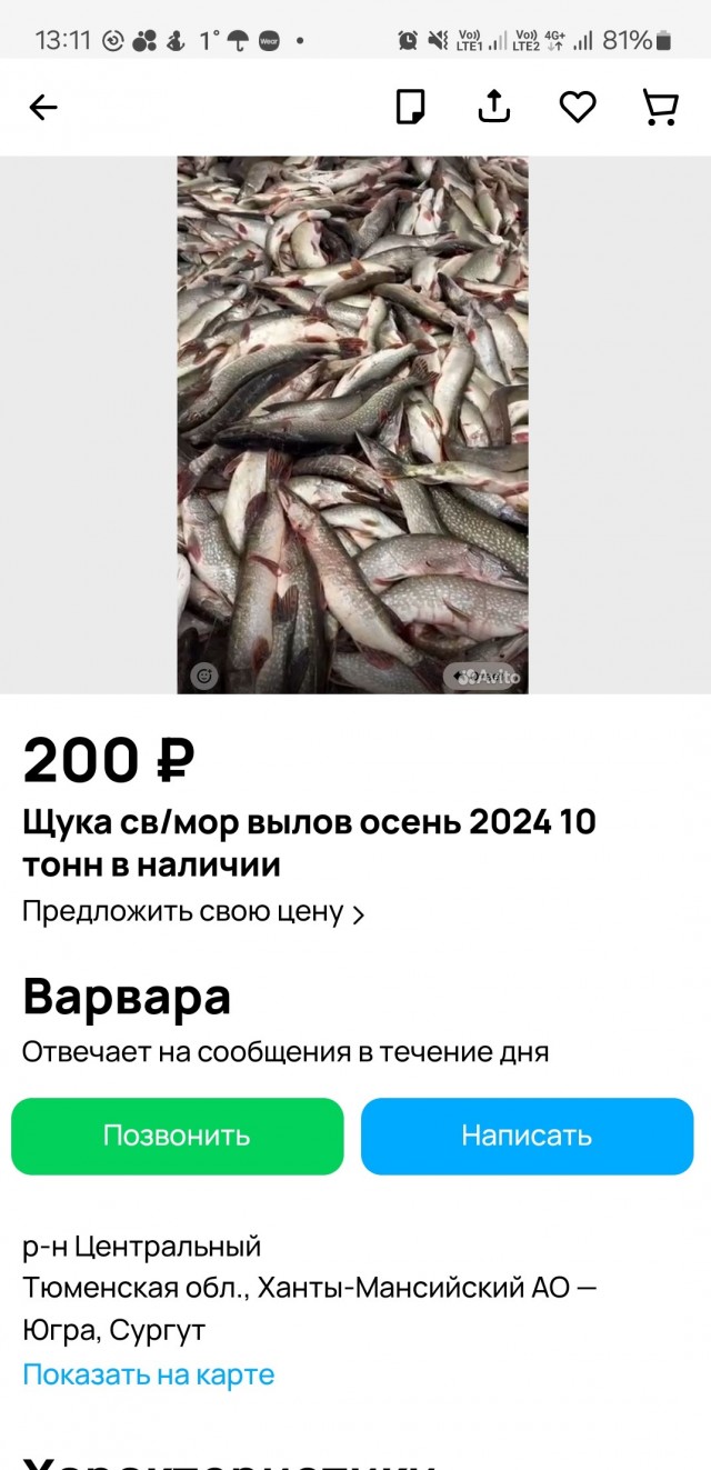 Глава района из ХМАО похвастался огромным уловом щуки, в несколько раз превышающим нормы