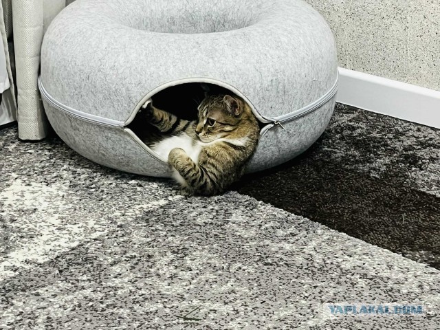 Мой котяра решил пойти по моим стопам