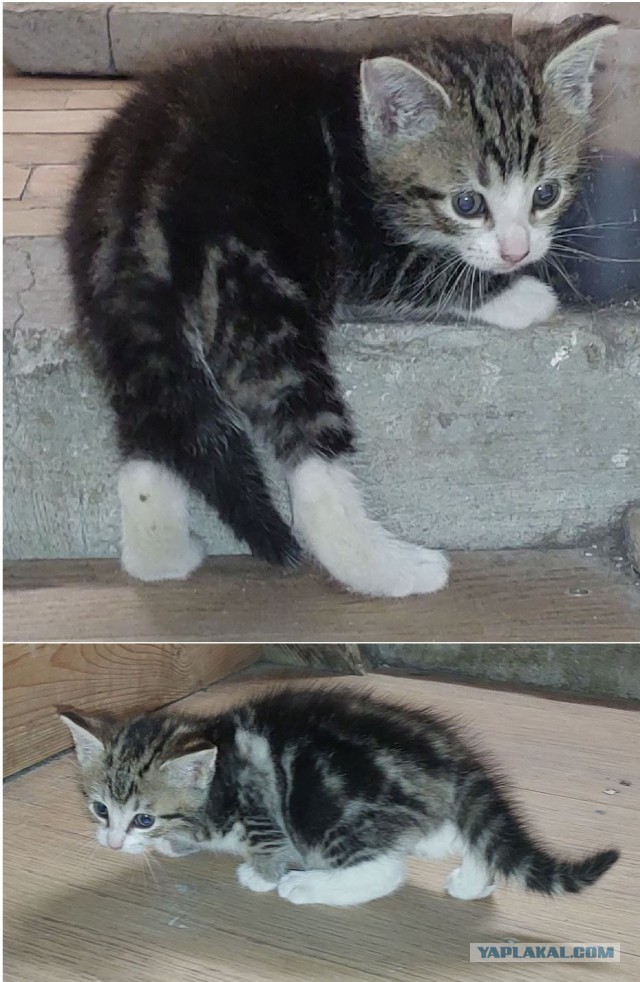 Вопрос кошатникам.
