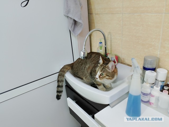 История одного котенка