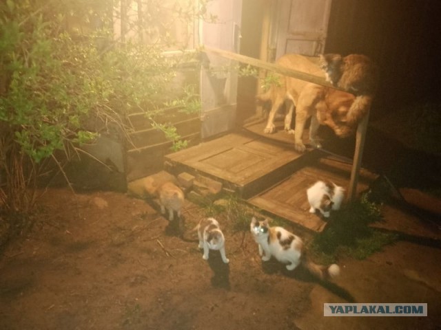 Жизнь домашнего приюта для котеек 541