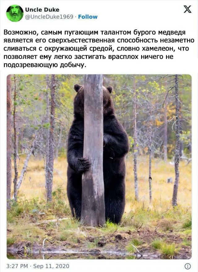 На Камчатке две подруги чуть было не сыграли в «Выжившего»: ими очень заинтересовался медведь и даже переплыл ради них реку