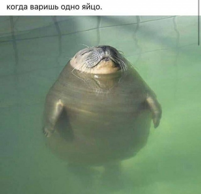 Веселые картинки в маленькую пятницу (11.06)