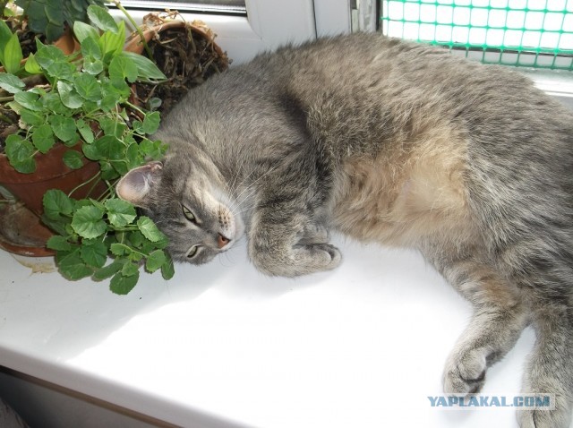 Котовторник 25.06.2013