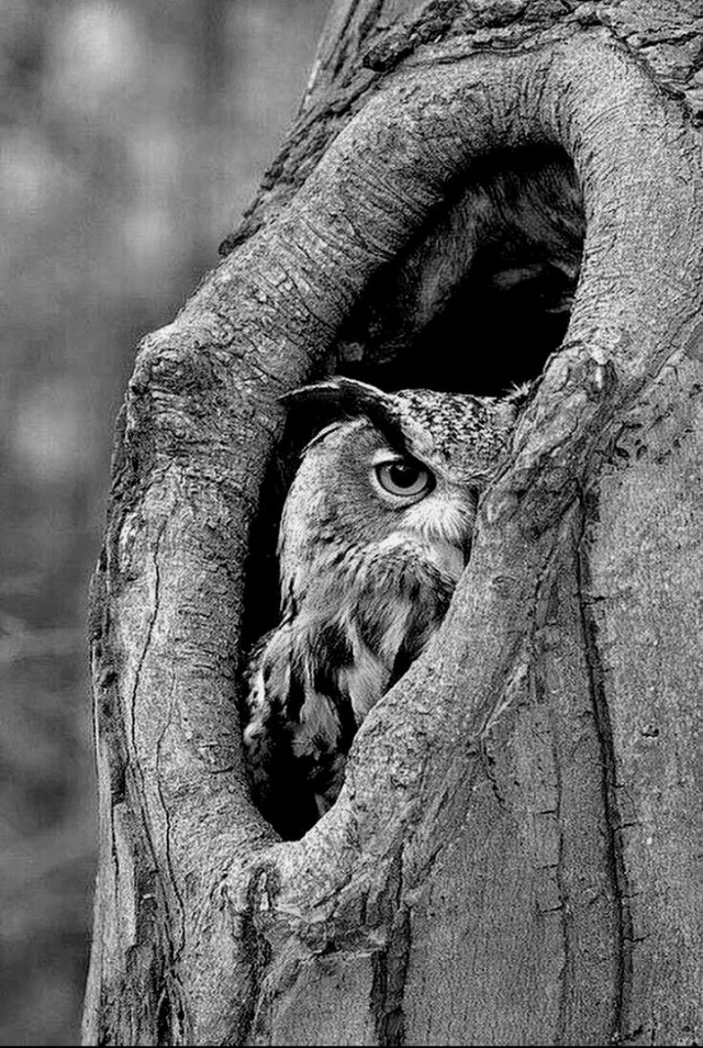 Путь самурая неисповедим