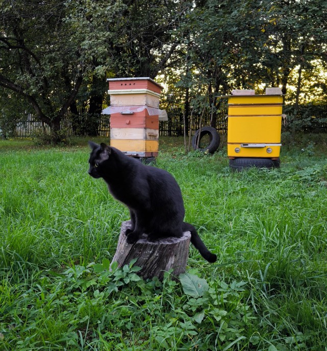 Котовторник жеж!!!