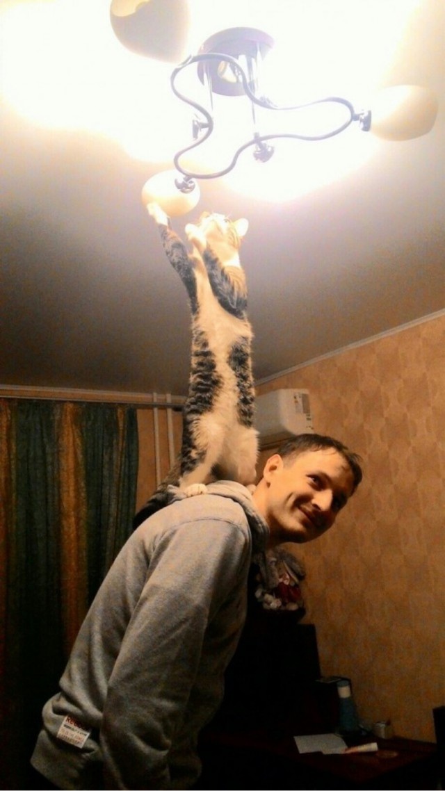 Кот