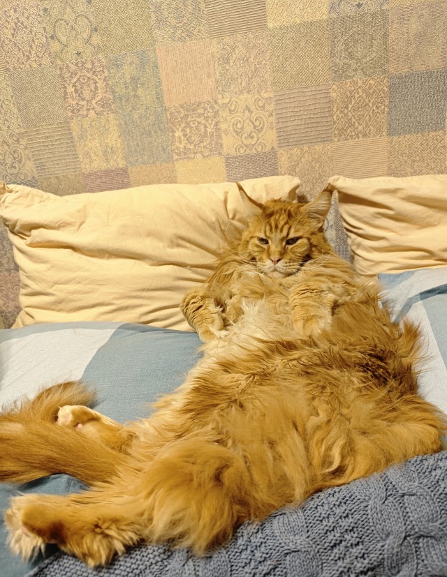 К Котовторнику !