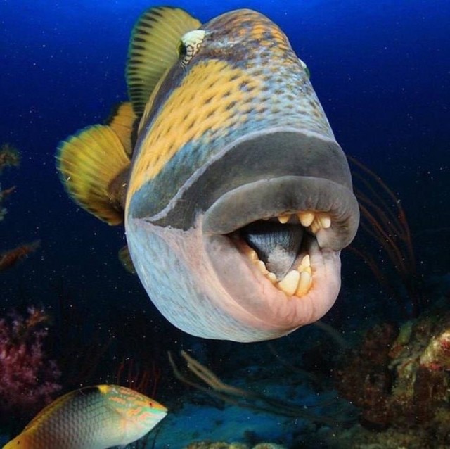 А ещё она иногда выходит на берег, попилить деревья... Ненормальная рыба...