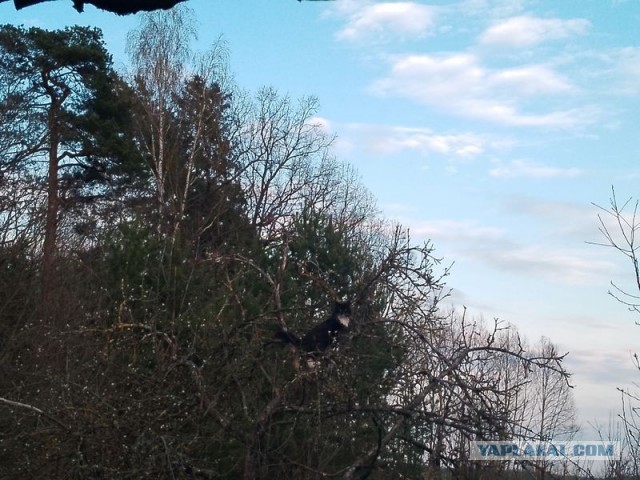 Жизнь домашнего приюта для котеек 577