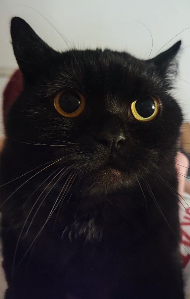 Котэвторник