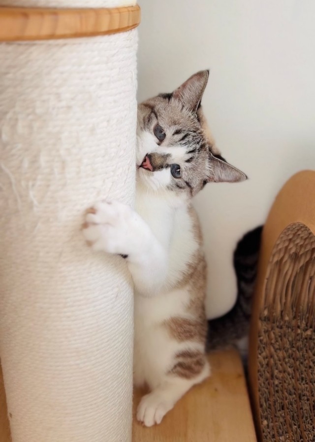 Печальная кошка