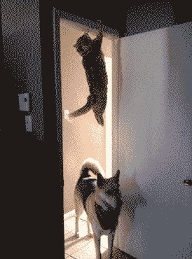 Ребята, вы тут кота не видели?