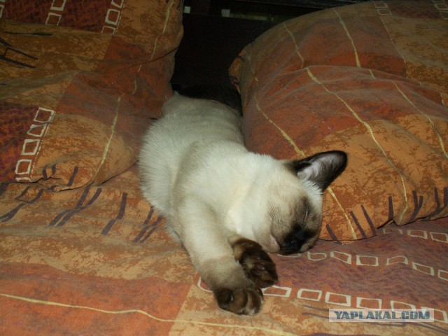 Котовторник 01.04.2014