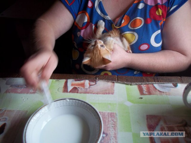 Жизнь домашнего приюта для котеек 22