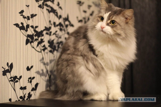 Котовторник 16.09.14
