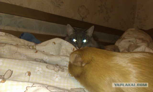Кот - новый питомец
