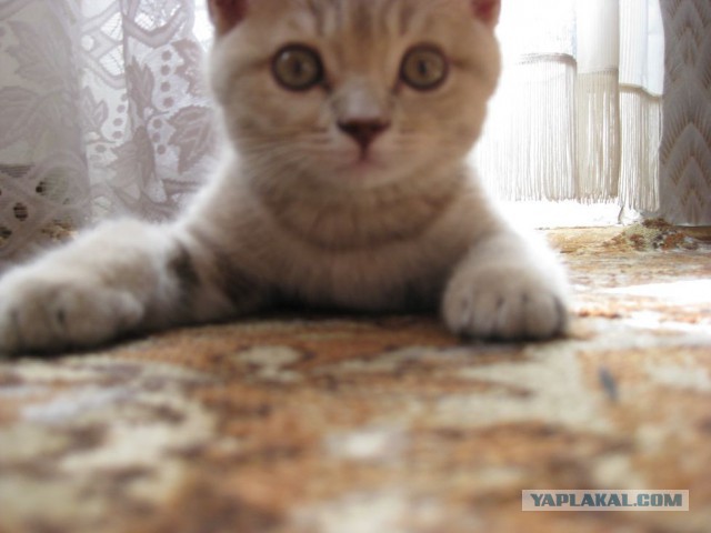 Немного моего котяры