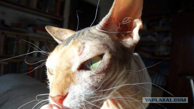 Котовторник 13.10.2015