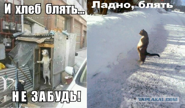 На среду 40 картинок, текстов, смс