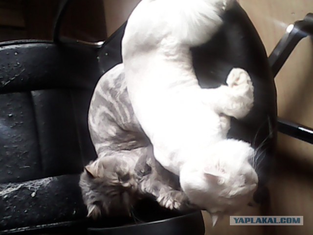 Котовторник 03.11.2015