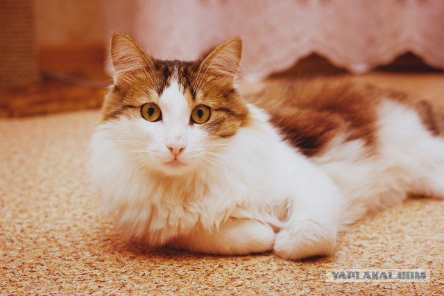 Котовторник  10.11.2015