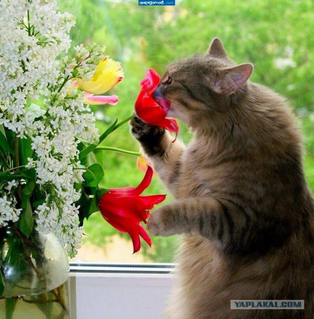 Коты, они - как люди!