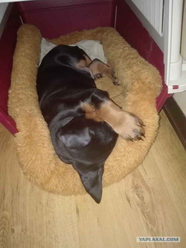 Мой вклад в собакочетверг