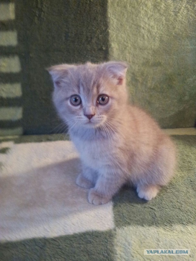 Котовторник