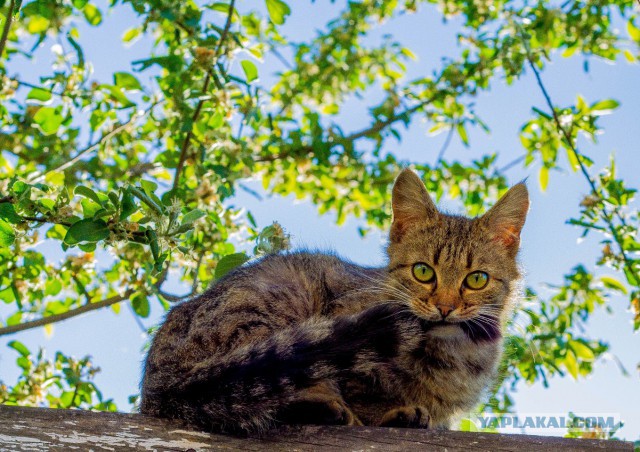 Выборка фотогеничных котэнов