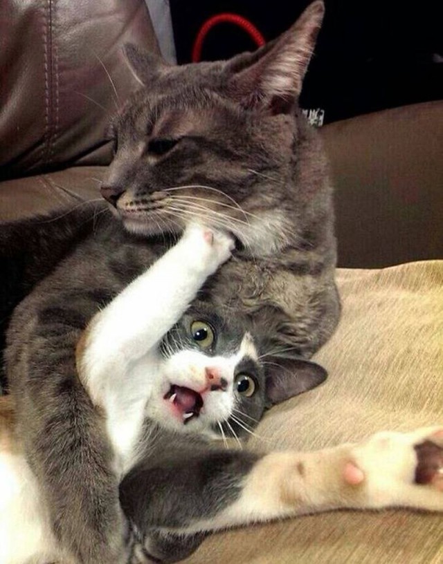 Коты из сети