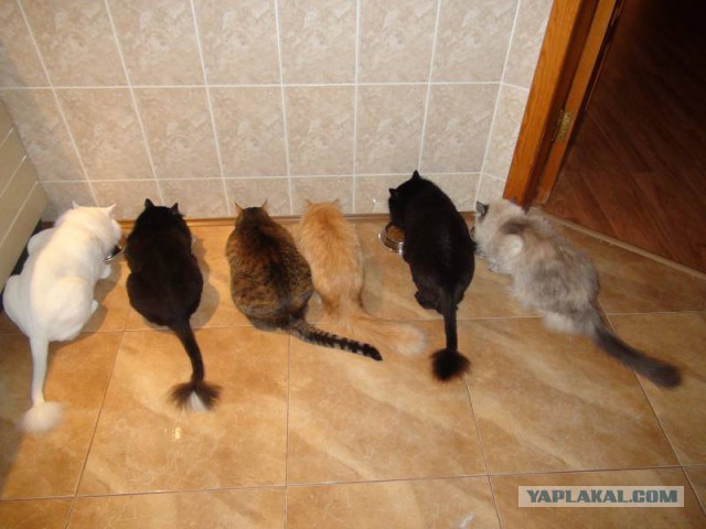 Котовторник  31.01.2017