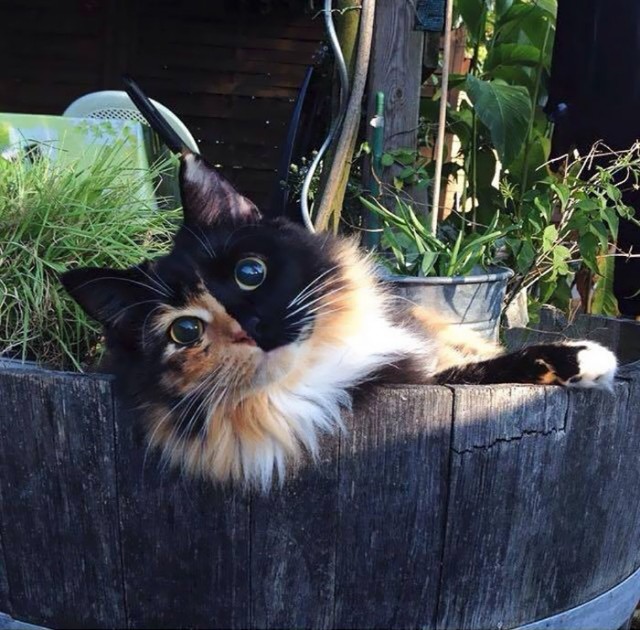 Коты и Кошки