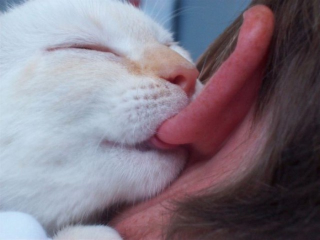 Коты и Кошки